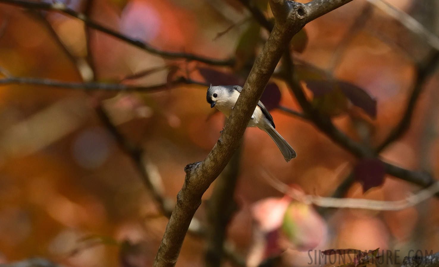 Baeolophus bicolor [400 mm, 1/1250 Sek. bei f / 7.1, ISO 1600]